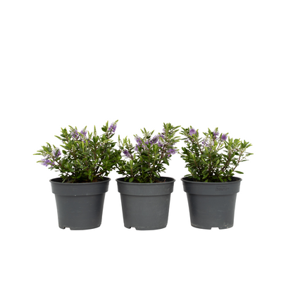 Verónica De Siara - 3 Pzs - Hebe 'siara' - Altura 30-35cm - ⌀13cm_0
