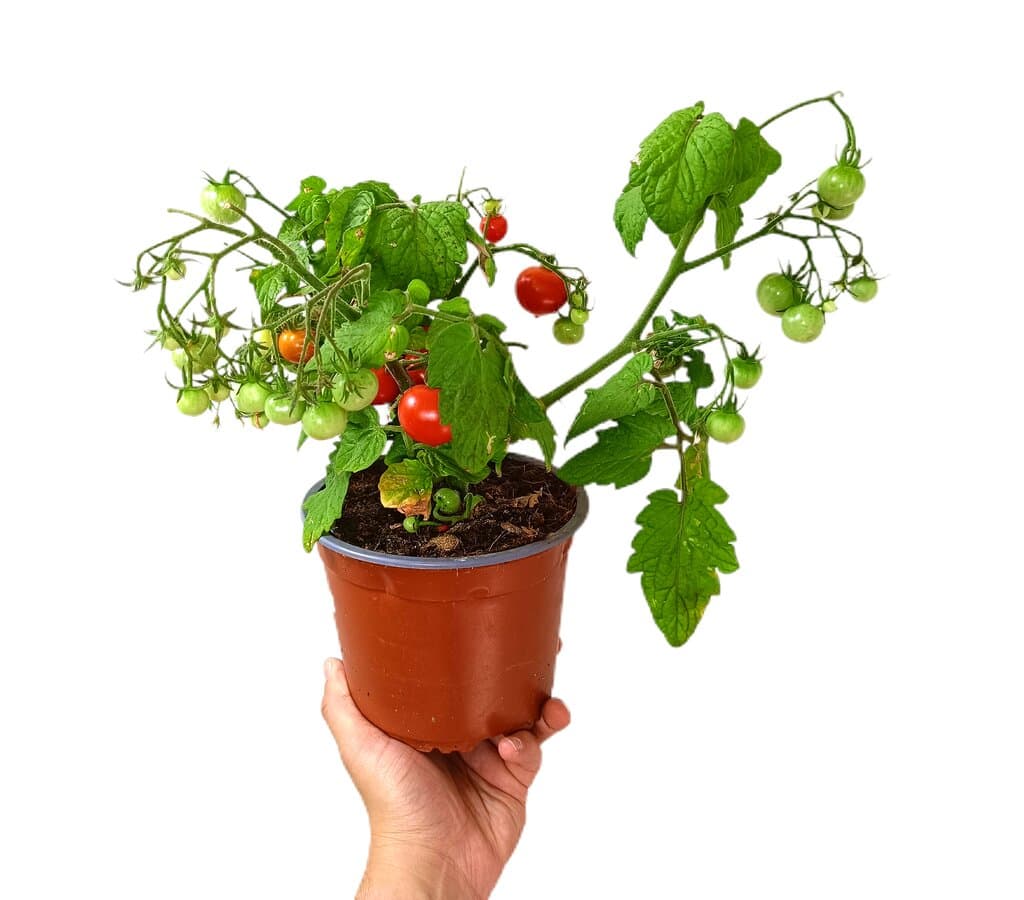 Tomate Enano M15_0