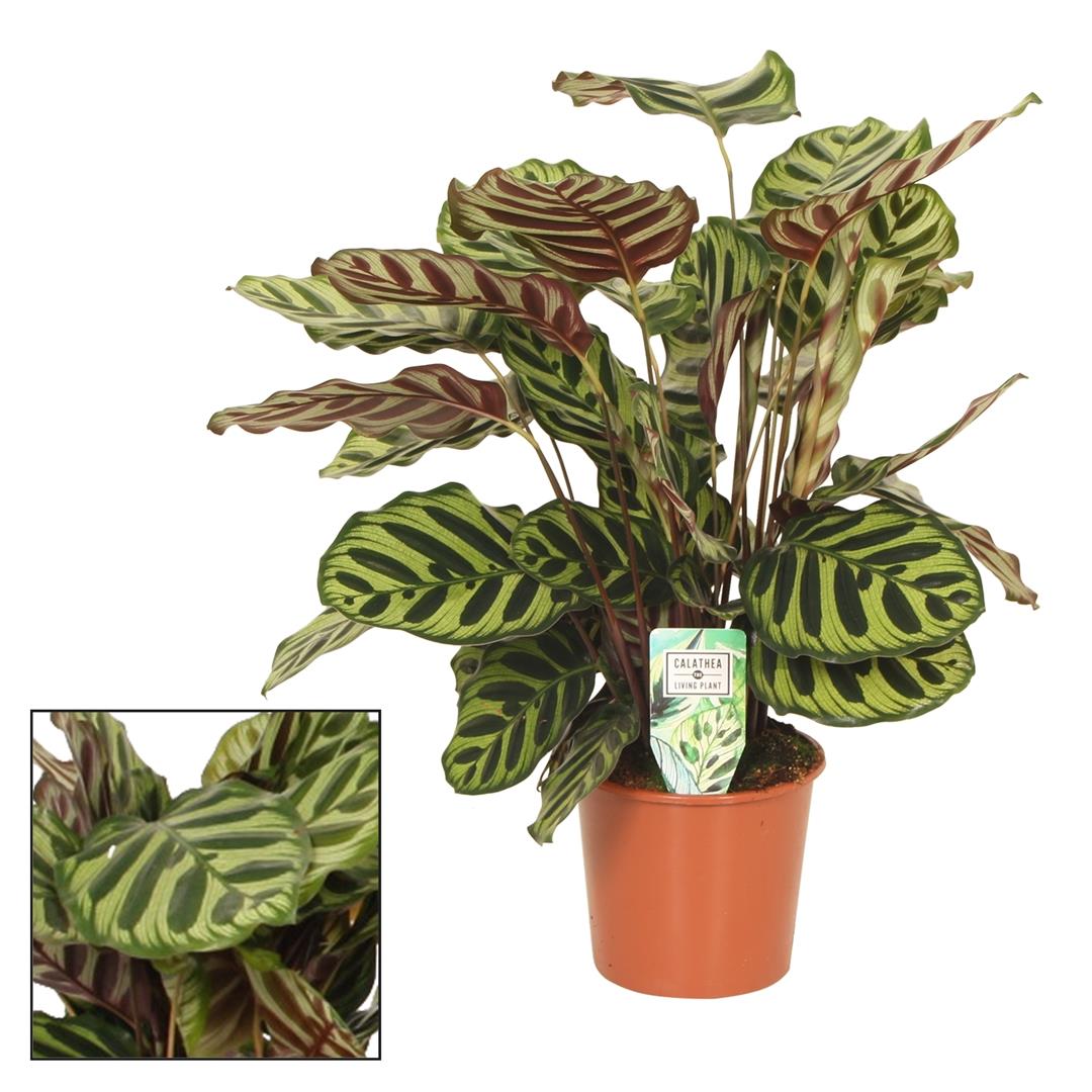 Calathea Makoyana - Planta De Interior - Altura Total Aprox. 60cm._0