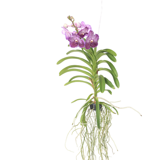 Orquídea Vanda - Vanda 'lilac Beauty' - Altura 85-95cm_0