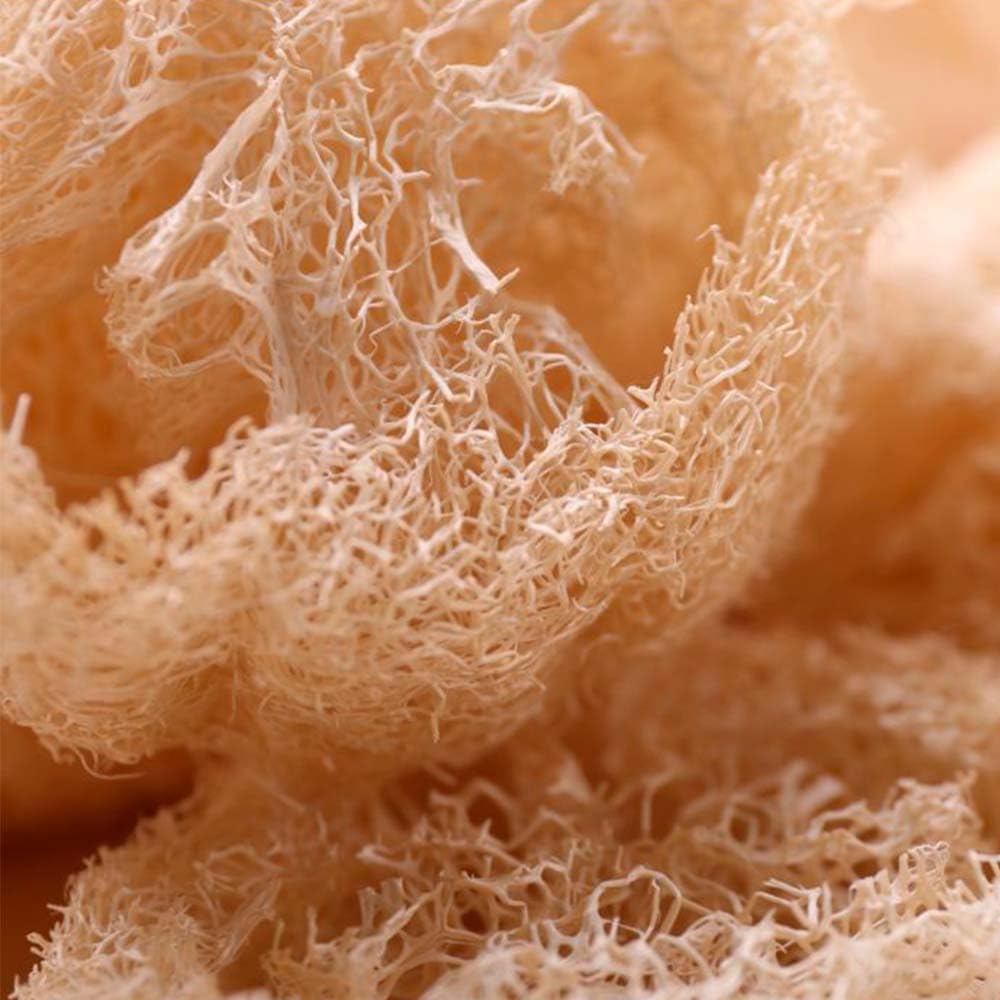 Esponja Natural Vegetal De Luffa Ovalada - Limpieza Y Exfoliación - Activa La Circulación - Cultivada Y Hecha En Galicia_3