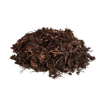 Minhocas vermelhas da Califórnia para vermicomposto Multihuerto