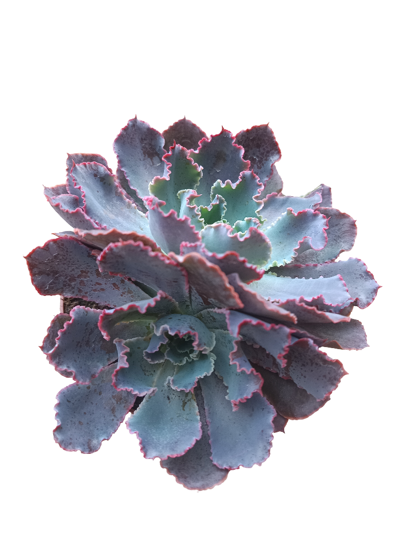 Echeveria Neon Brakers Planta De Sol Ø13_0