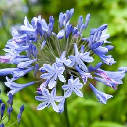 Agapanto - 6 Pzs - Agapanthus Africanus - Cepellones - Azul_3