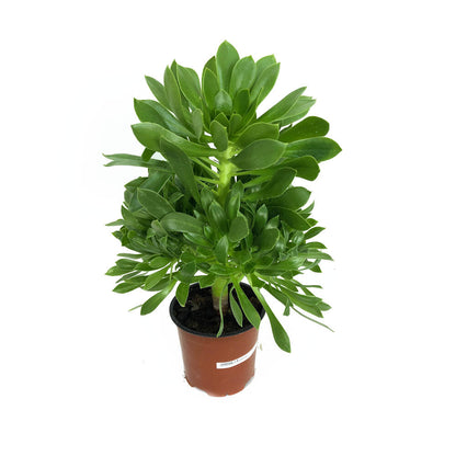 Aeonium M13_0
