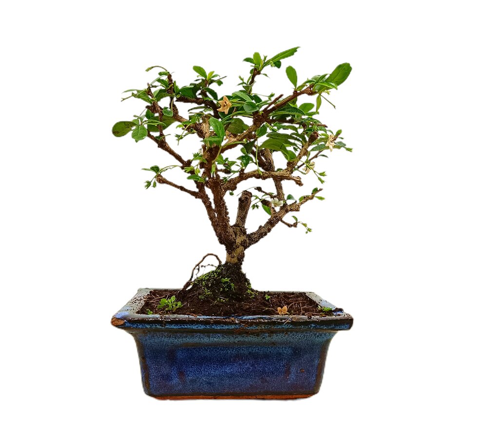 Bonsái Carmona 3 Años (té De Filipinas)_0