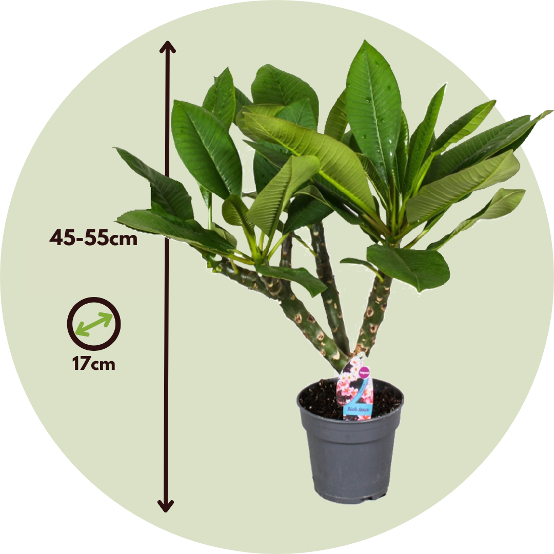 Frangipani - Plumeria Rubra 'hawaii' - Altura 45-55cm - ⌀17cm_2