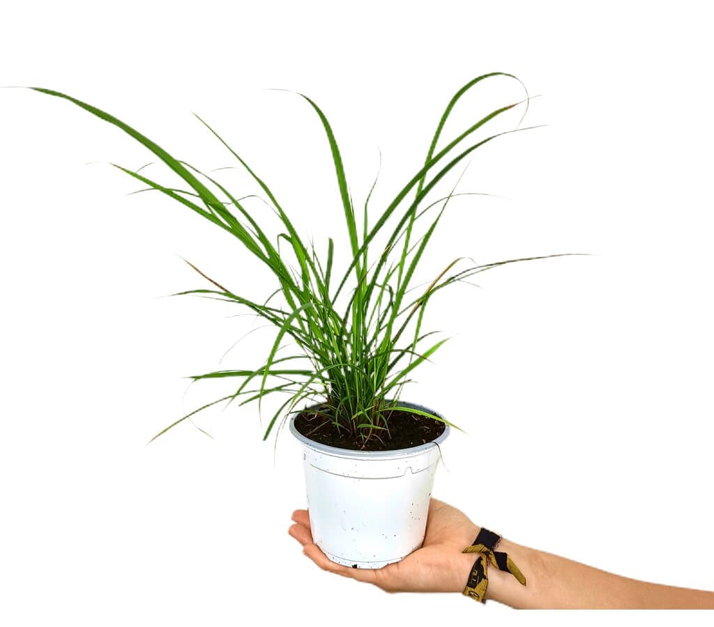 Cymbopogon Citratus M13 50cm (planta De Citronela)_0