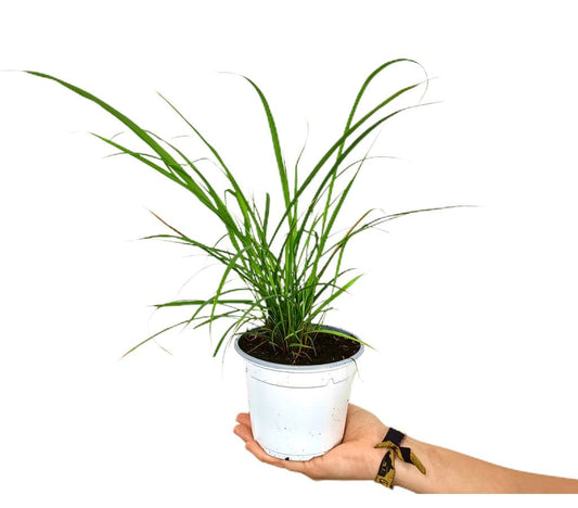 Cymbopogon Citratus M13 50cm (planta De Citronela)_0