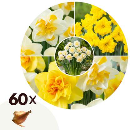 Bulbos De Narcisos - 60 Pzs - Narcissus 'double Mix' - Bulbos De Flores_0