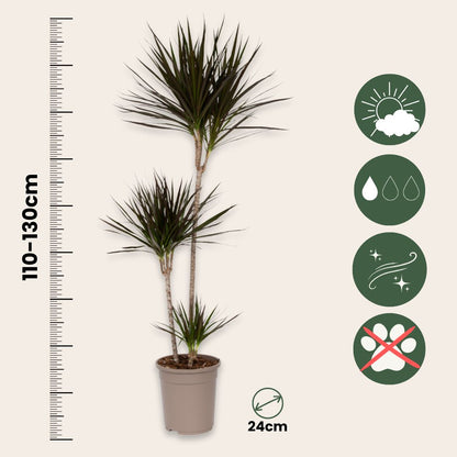 Drácena - Dracaena Marginata - Altura 110-130cm - ⌀24cm_2