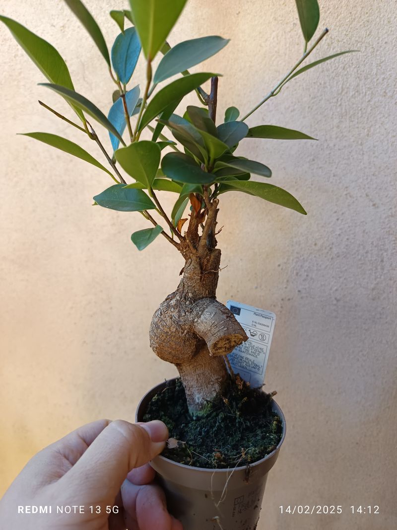 Ficus Ginseng #3 Planta Bonsai Terrario Interior_0