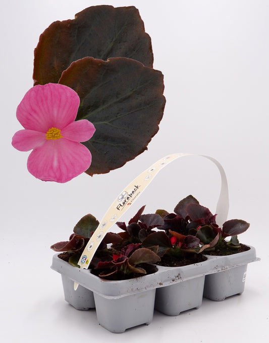 Pack Plantones Begonia Hoja Morada Flor Rosa 6 Ud. Natural - Fitoralia_0