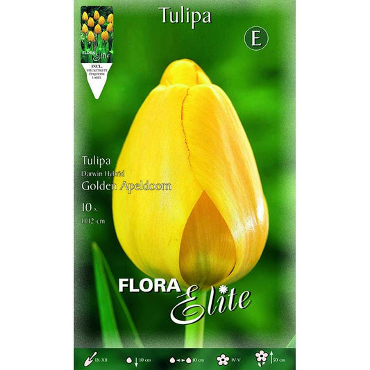 Bolbos de Tulipa Amarela Darwin Elite 10 peças