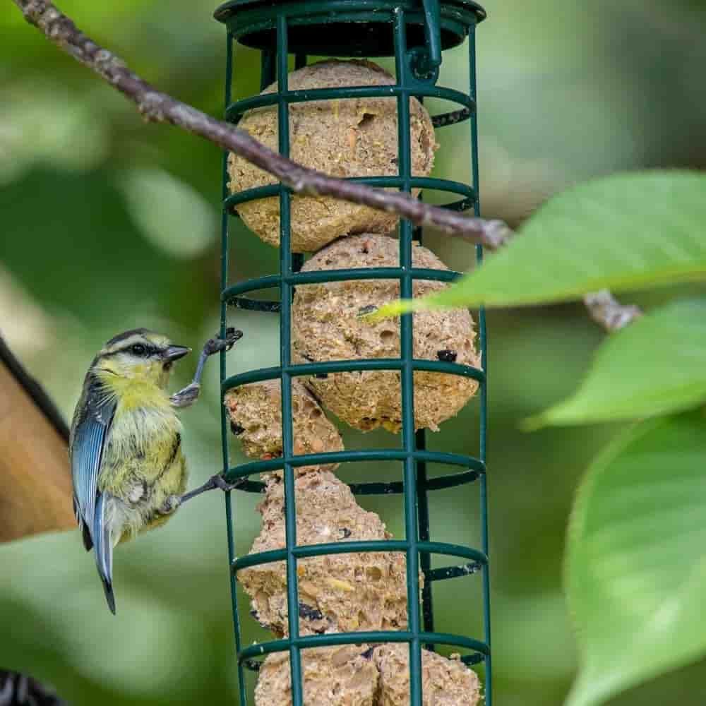 Comida Para Pájaros Silvestres, Bolas De Grasa Con Insectos, 100 X 90 Gramos Sin Red_2
