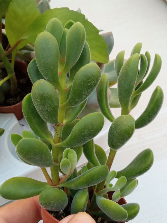 Crassula Rogersii Planta Suculenta 5 Cm_0