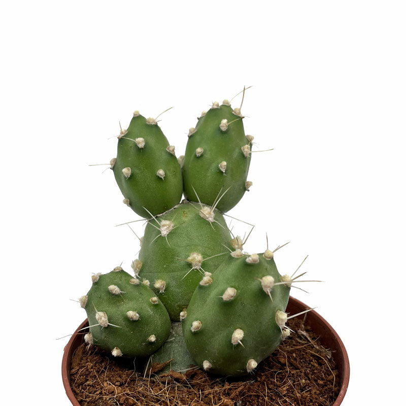 Cumulopuntia Zehnderi Cactus Y Suculentas M8,5 cm Ø_1