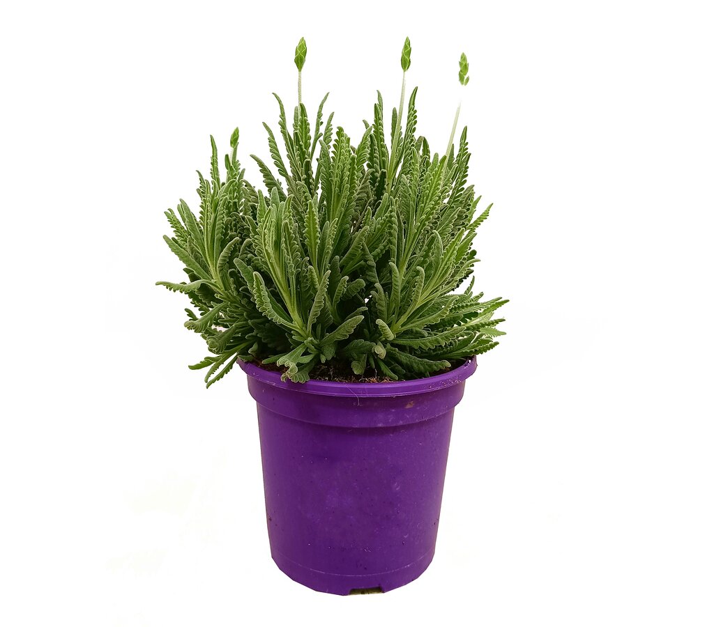 Lavanda Gris Goodwing M17 30cm_0