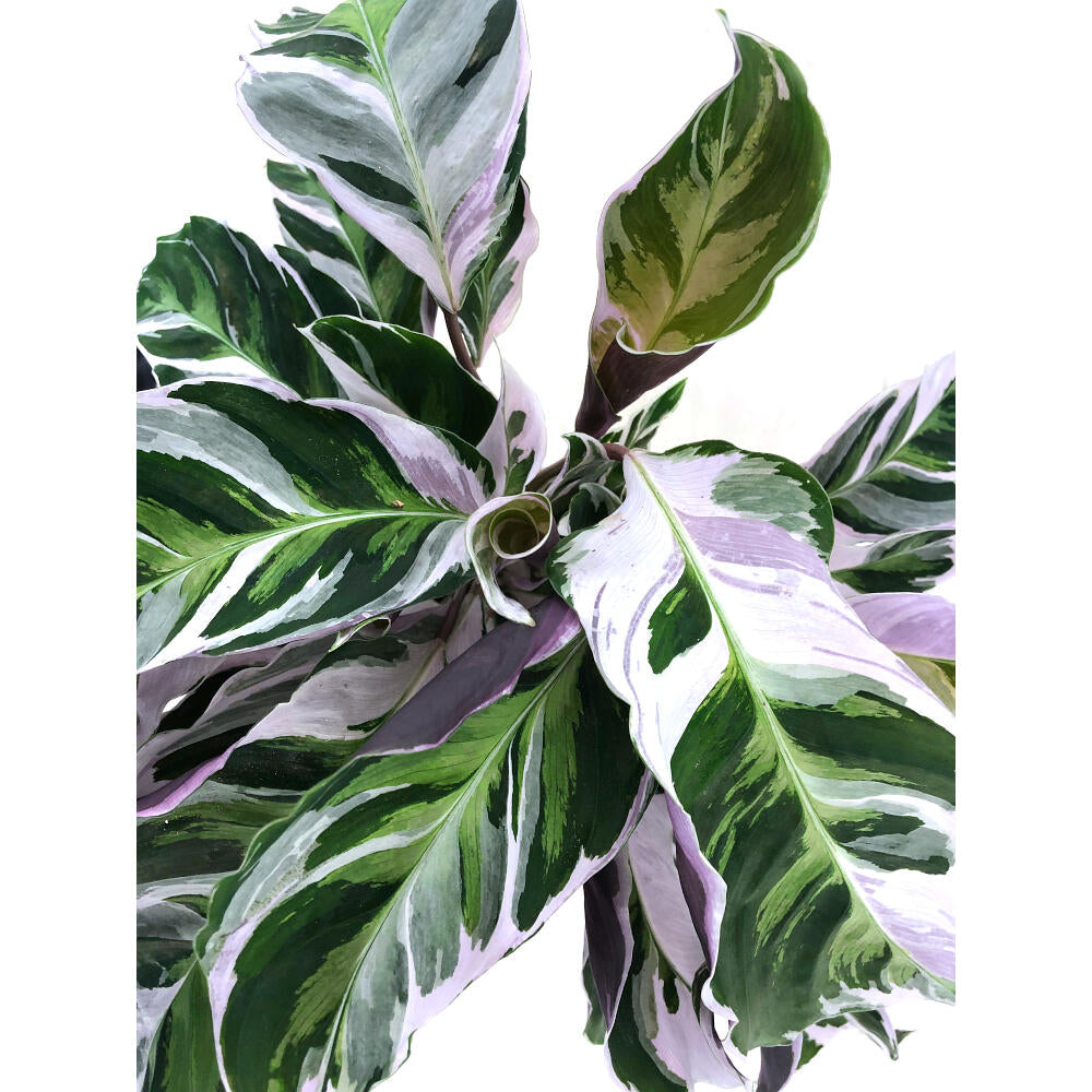 Calathea White Fusion M14 40cm_2