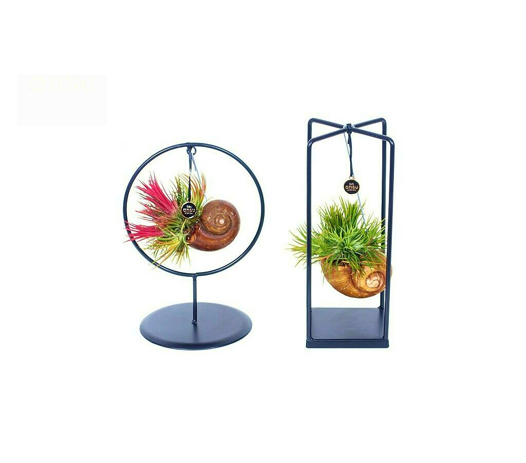 Tillandsia Con Soporte De Caracol_0