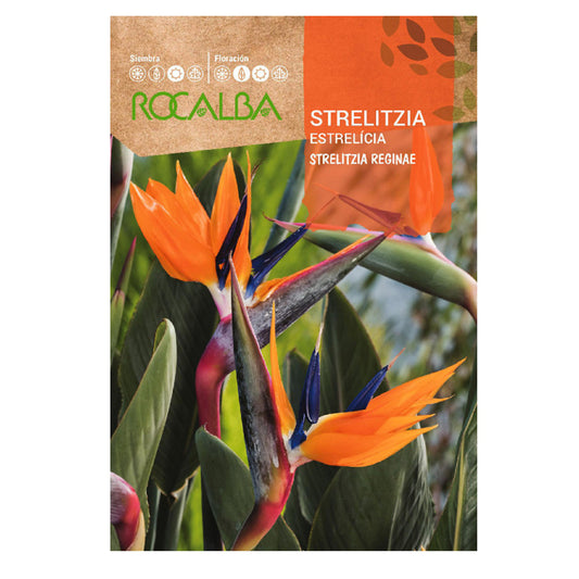 Sementes de Strelitzia, Rocalba, ave-do-paraíso