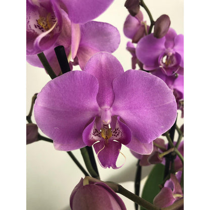 Orquidea Phalaenopsis Blaning-ton 2/3 Tallos M12 70cm_1