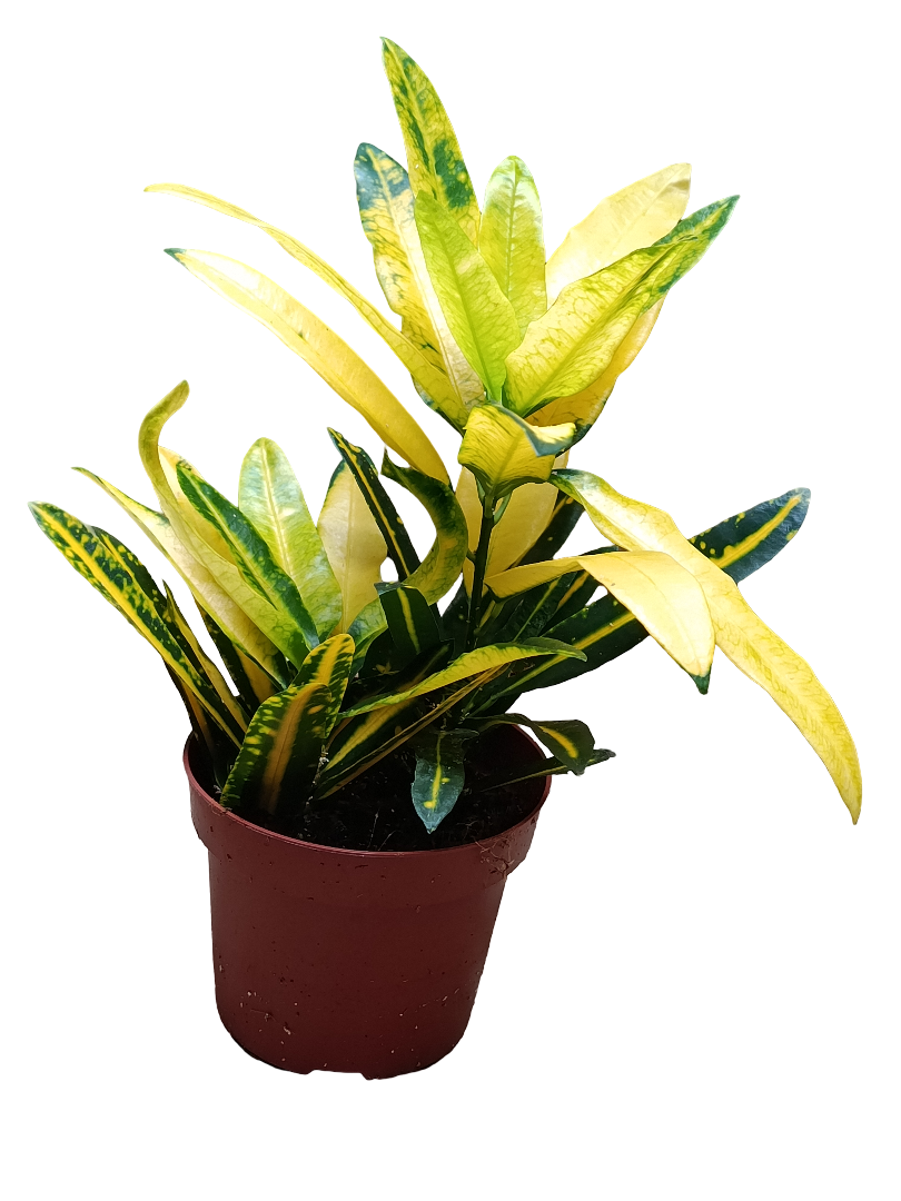 Croton Sunny Star Planta De Interior Ø12_0