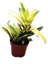 Croton Sunny Star - Planta De Interior Ø12