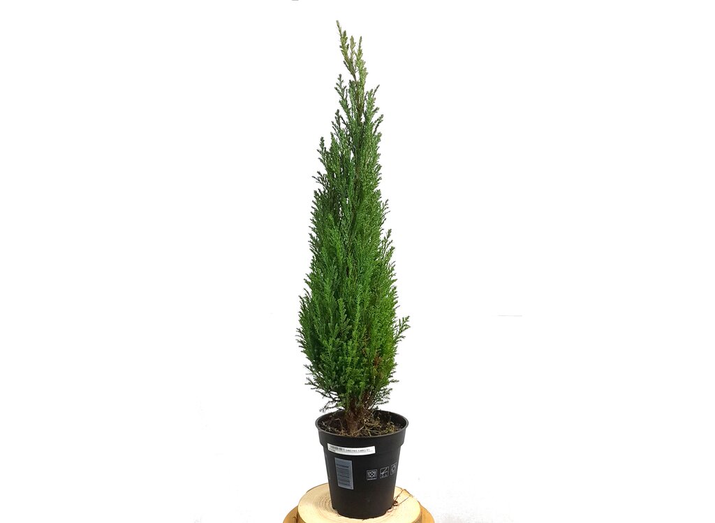 Chamaeciparis Elwoodii M13 60cm_0