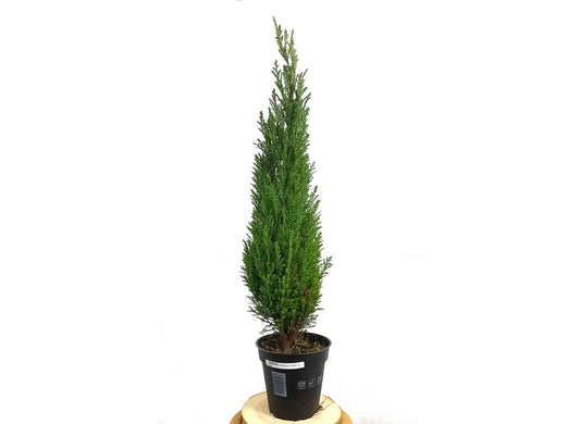 Chamaeciparis Elwoodii M13 60cm_0