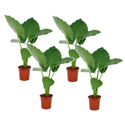Taro Gigante - 4 Pzs - Alocasia 'macrorrhizos' - Altura 60-70cm - ⌀17cm_0