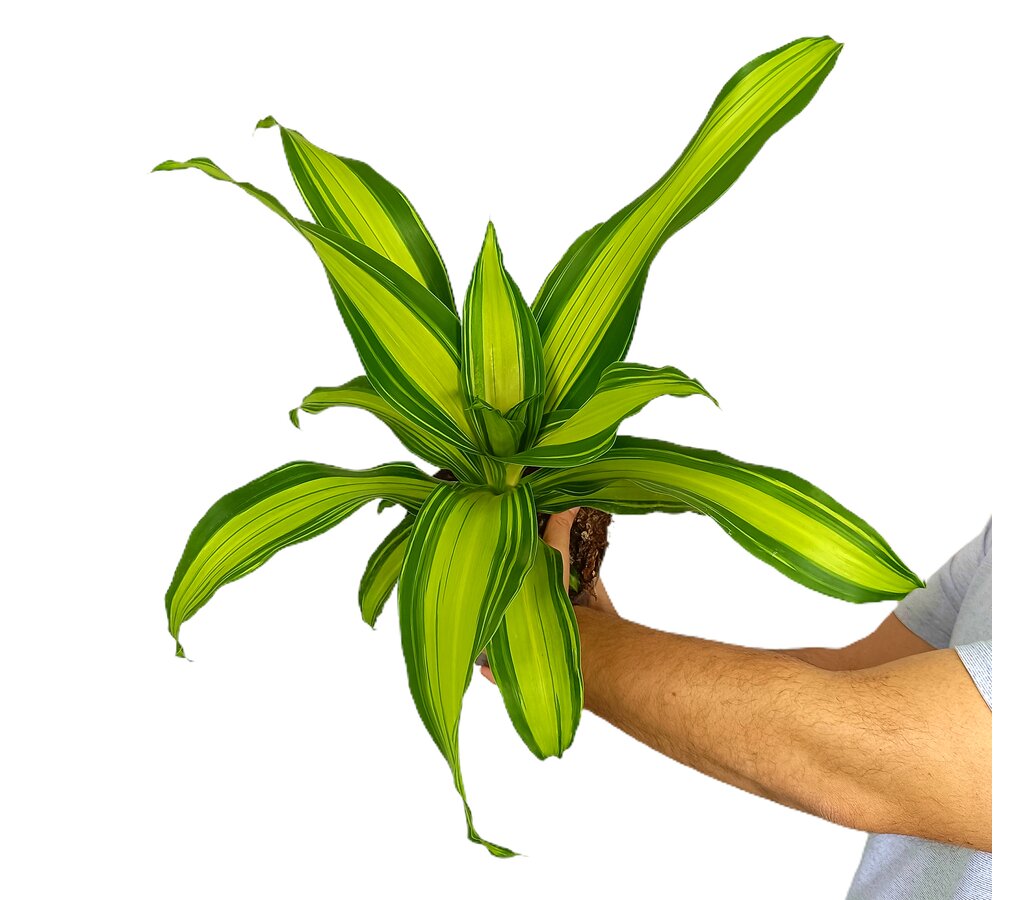 Dracena Curly M20 40cm_0