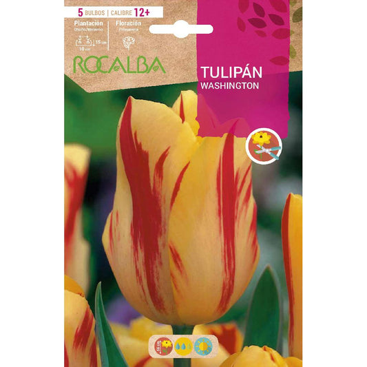 Bolbo de Tulipa Washington Amarelo Vermelho 5 peças Rocalba