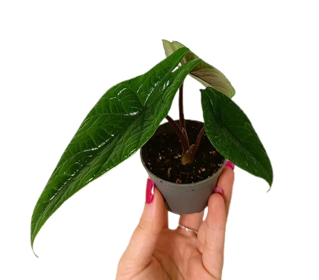 Alocasia Scalprum M6_0