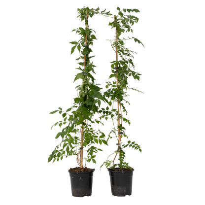 Trompeta Dorada - 2 Pzs - Campis Radicans 'flava' - Altura 110-120cm - ⌀17cm_0