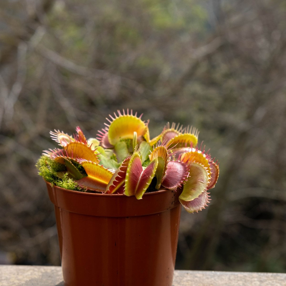Vaso com plantas carnívoras Dionaeas Pack
