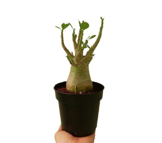 Adenium Baobab M12_0