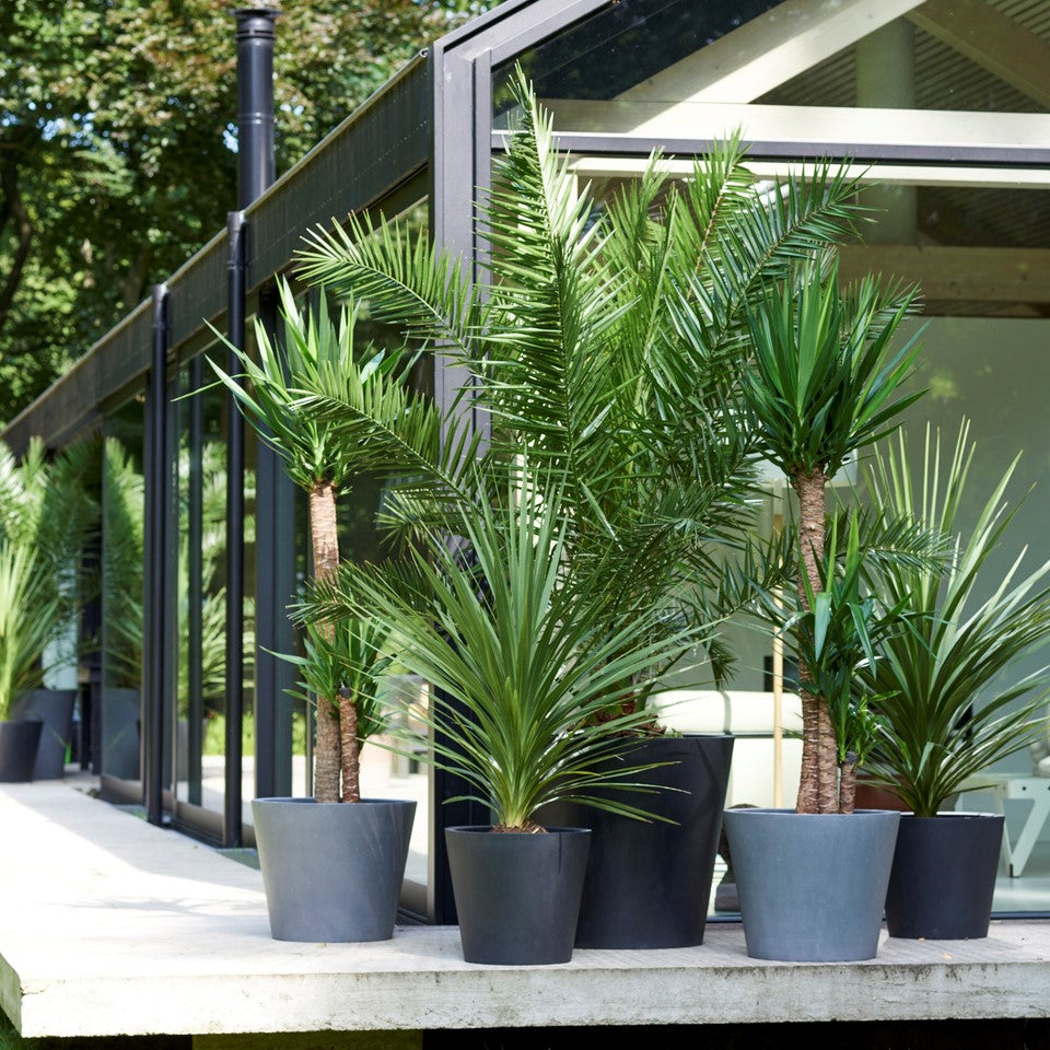 Mezcla De Palmeras Al Aire Libre - 6 Pzs - Altura 50-70cm - ⌀15cm_1