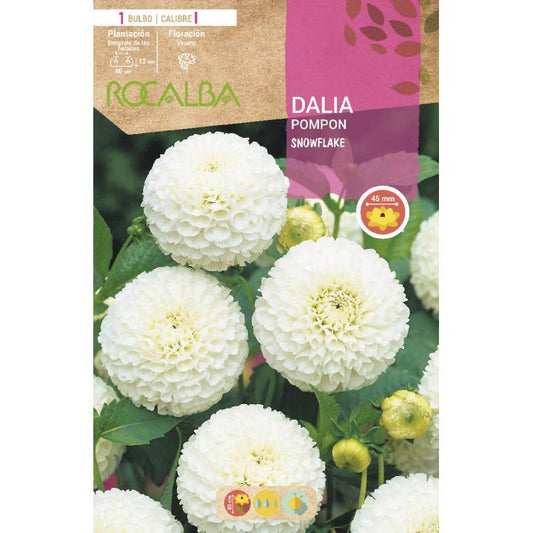 Bolbo dália pompom branco 1 unidade