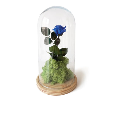 Rosa Eterna – B&b Azul_0