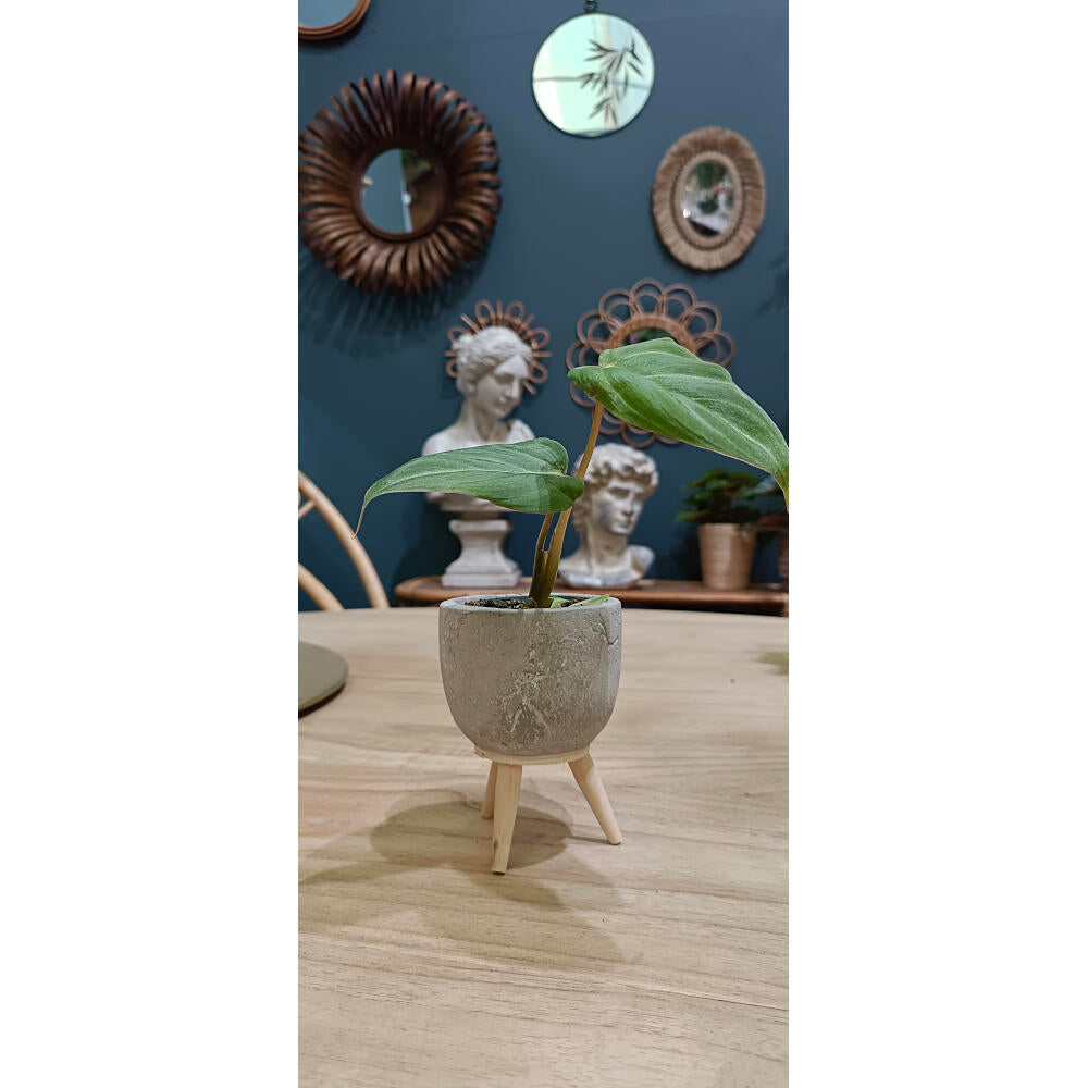 Philodendron Gloriosum M6_1