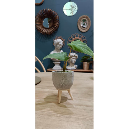 Philodendron Gloriosum M6_1