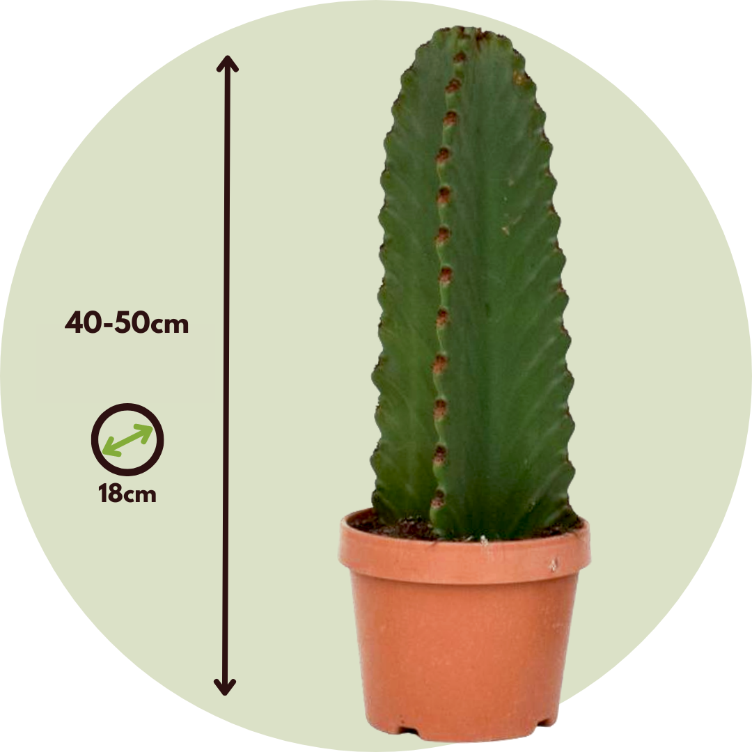 Euforbia Candelabro - Euphorbia Ingens - Altura 40-50cm - ⌀18cm_2