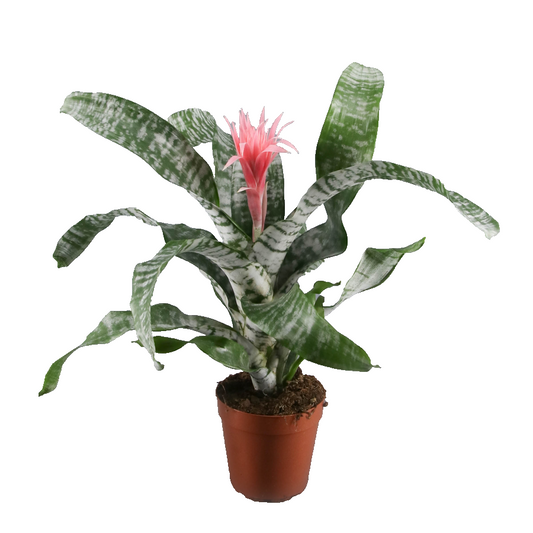 Aechmea Primera Bromelia Plana De Interior_0