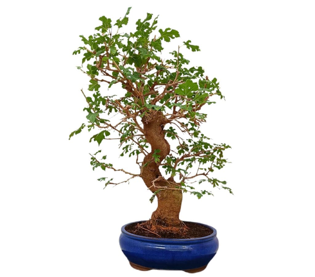 Bonsai Morus 20 Años (morera)_0