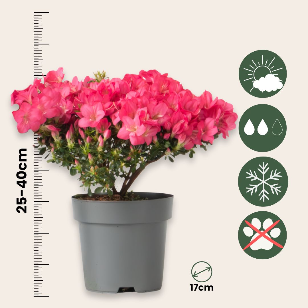 Rododendro - 2 Pzs - Rhododendron Azalea 'anouk' - Altura 25-40cm - ⌀17cm_2