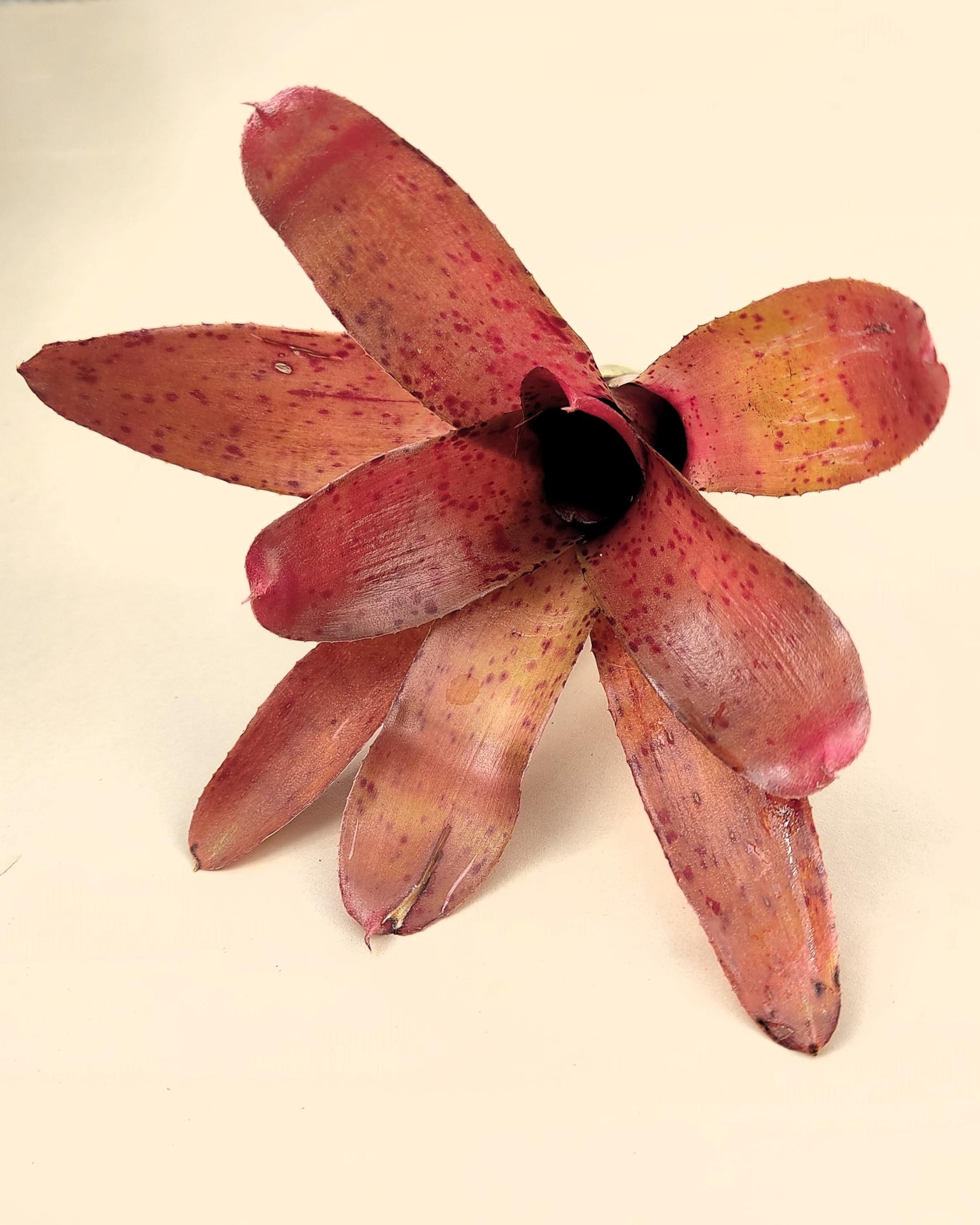 Neoregelia Iride; bromelia colorida, bromelia punteada; Curiosarium; altura 15 cm, diámetro 10 cm, sin sustrato_0