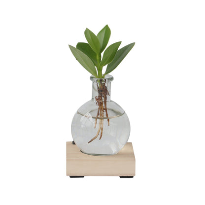 Copey Rosado - Clusia Rosea 'princess' - Altura 15-20cm - ⌀8cm_0