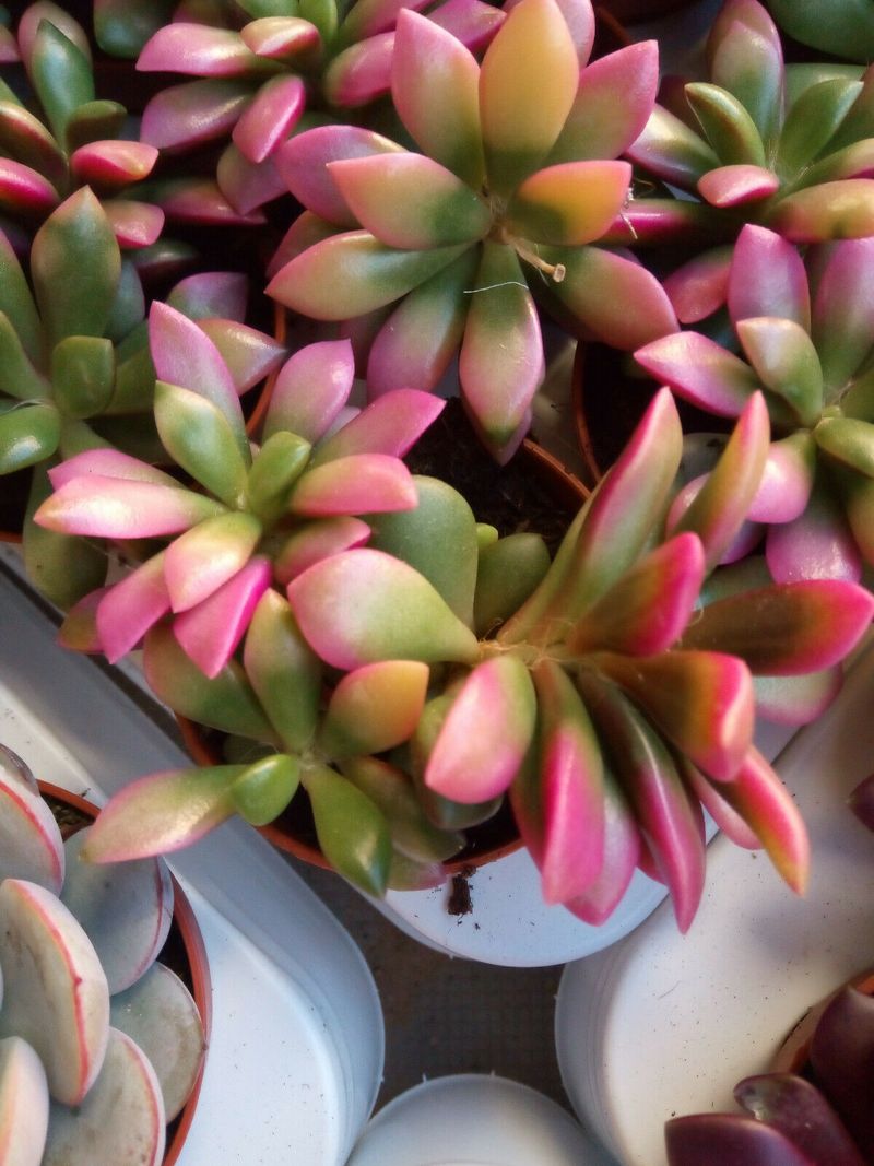 Anacampseros Sunrise Variegata Planta Suculenta Ø5cm_0