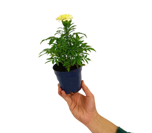 Tagete Erecta M11_0
